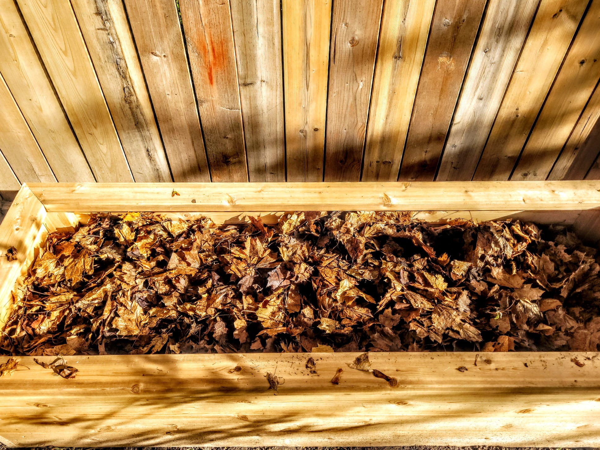 Raised bed with leafy greens
